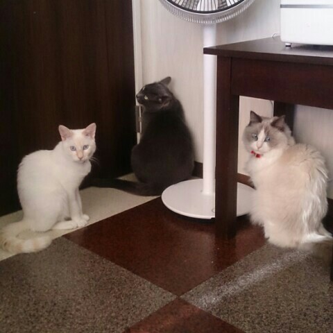 mie2y2