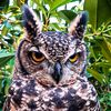phoenix_the_spotted_owl