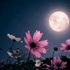farzana.akter498