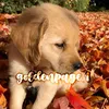 goldenpage.1