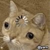 confus3dcat
