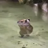 nqozbi