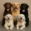 _weloveourdogs