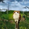 cinnyabonilu