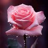 rim.amri82