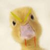 demonduck6