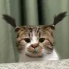 vynguen_1609