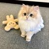 kittly2024