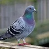 pigeon2102