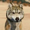 wolfquest_feather