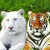 moujrid