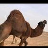 khattab379