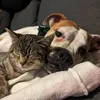 theunusualsuspets7