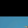 _twessss