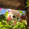 ratta26_