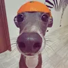 baro.kiyf