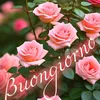 rosacascella29