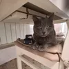 piski_myrliski