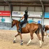 equestrian_jaimpie