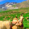 farhadfarhad2796