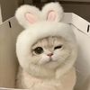 kitty.5701