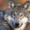 wolfactve