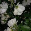 lilbean_leaf18