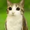 owl__cat