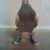 b.cgvk