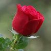 chithrachithra746