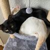cat_are_life2