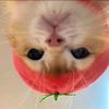 ilysm_3313