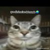 gato_elegabte.2.0