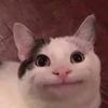 don_gato192