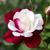 irfan.khokhar4898