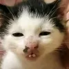 bui_quyn
