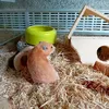 .itzz_hamster