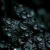 hawlet_88