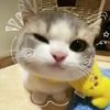 meow_.162