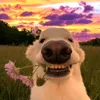 pletwa1