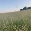milas_privstory1