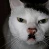 adolf_kittler6