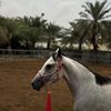 adnan.alshaaili