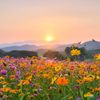 wildflowersunshine