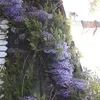 iuliacraciun546
