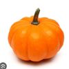 calabazaoficial1020