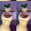 pptnck4