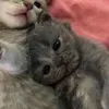 hiepp_711