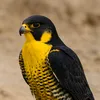 falcodombl