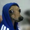 joaovitohzy